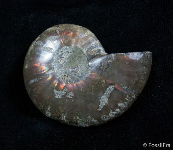 Inch Iridescent Ammonite From Madagascar #2172